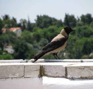 Bird