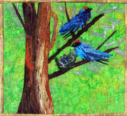 swallows swallows