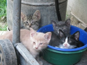 Kittens in bowl