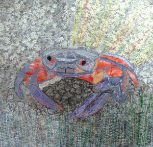 Crab without rocks5