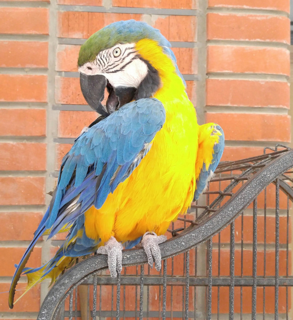 Photo of Talkative Parrot