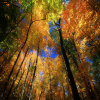 Photo for Autumn Glory