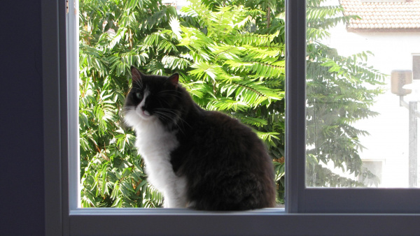 Photo of Cat in the Window