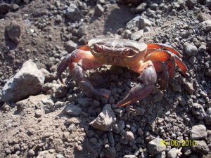 Photo of Crab