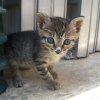 Photo for Kitten and Cottage Cheese