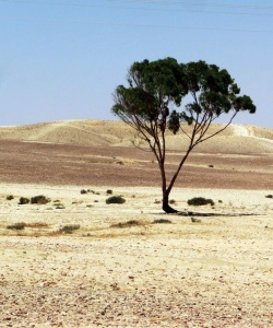 Photo for Lonely Tree in the Negev